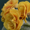 Auricula Caramel Abriachan Nurseries, The Garden On Loch Ness